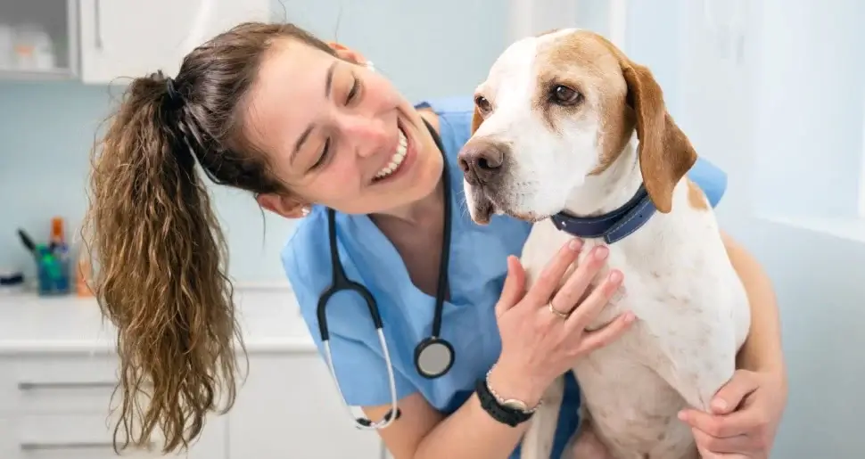 A veterinarian checking a dog's health
